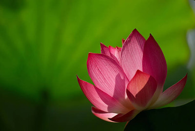 WYCAL lotus,kamal gatta Seed(14 per packet)