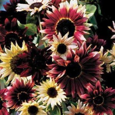 CYBEXIS KGF -3 - Razzmatazz Mix Sunflower - (450 Seeds) Seed(450 per packet)