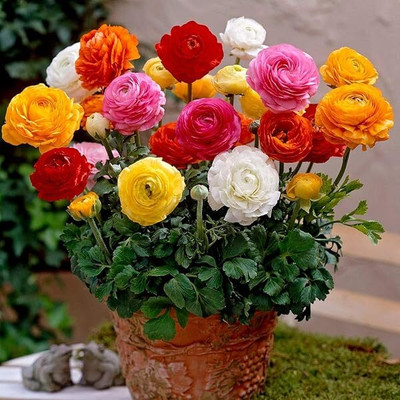 XOLDA Portulaca Mix Flower Seed(50 per packet)