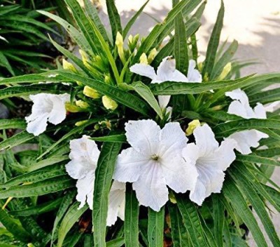 CYBEXIS White Mexican Petunia Ruellia Simplex Flower Seeds Seed(1 g)