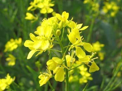 CYBEXIS VXI-19 - Yellow Mustard - (750 Seeds) Seed(750 per packet)