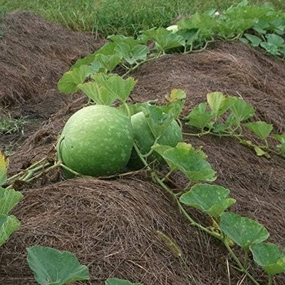 Qualtivate RES-8A Hybrid Large Round Bottle Gourd Seeds Seed(50 per packet)