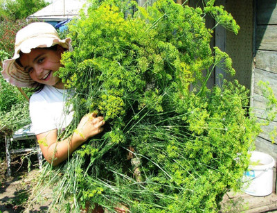 VibeX LX-64 - Dill for Planting - (750 Seeds) Seed(750 per packet)
