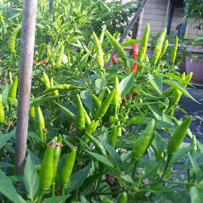 PMA bumbai chilli, pure dasi chilli Seed(125 per packet)