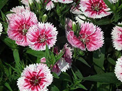 Aro Dianthus Seed(80 per packet)