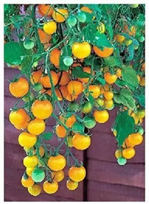 Aro Yellow Cherry Tomato, Tamatar Seed(16 per packet)