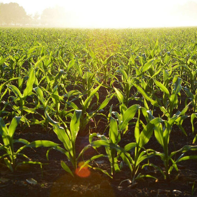 CYBEXIS Vegetable Crop Sweetcorn Seeds2000 Seeds Seed(2000 per packet)