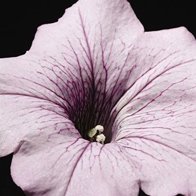 CYBEXIS VVI-72 - Imp.Tidal Wave Silver Petunia - (60 Seeds) Seed(60 per packet)