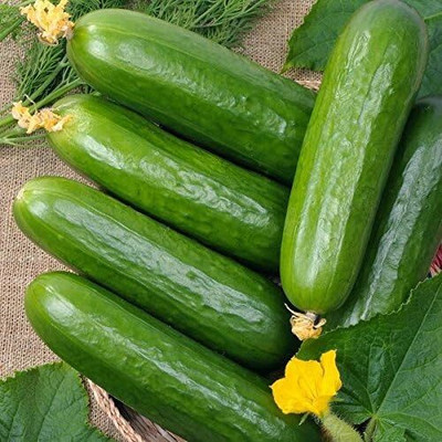 Qualtivate GBPT-1A Ashley Cucumber Seeds Seed(300 per packet)