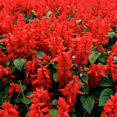 Quentova Scarlet Sage (Salvia splendens)-TKK-4Y Seed(50 per packet)
