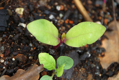 CYBEXIS LX-30 - Red Malabar spinach - (750 Seeds) Seed(750 per packet)