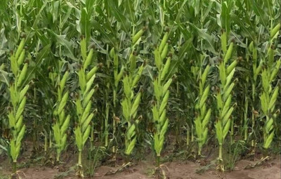 HYBRID 100g highest yield corn seeds long bhutta Seed(1 per packet)