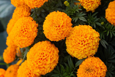 BULKY TRADE marigold/gende ka phool flower seeds Seed(50 per packet)