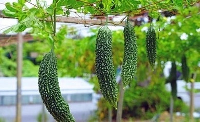 jkfarm Bitter Gourd, Karola, uchchhe Seed(86 per packet)
