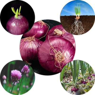 WILLVINE GOI -III Red Grano Onion Seeds [100g] Seed(300 per packet)
