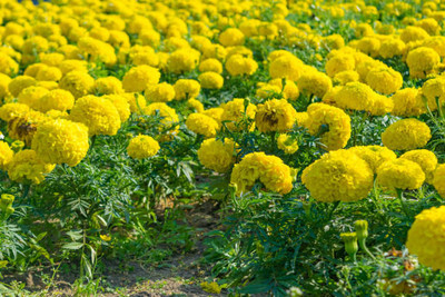 RoyalGardening marigold/gende ka phool flower seeds Seed(75 per packet)