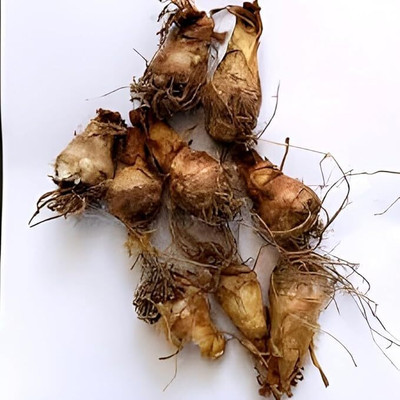 Cloud Farm Tuberose/Rajnigandha Seed(6 per packet)