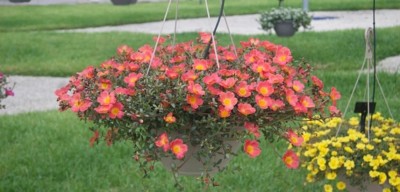 Aywal Portulaca Moss Rose ( Sundial Mix SEEDS ) Seed(60 per packet)