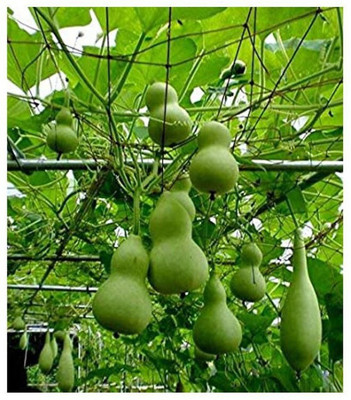 the green dotcom Fresh VNR Botlle Gourd (lokki) Vegetable Hybrid Seed(100 per packet)