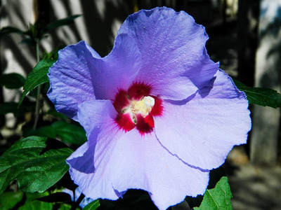 CRGO HIBISCUS , GUDHAL Seed(20 per packet)