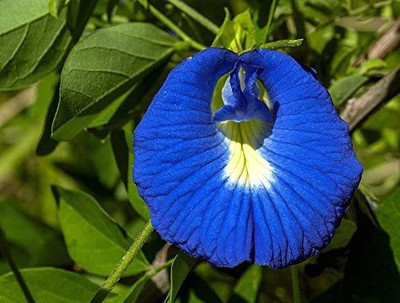 VibeX VXI-19 - Clitoria ternatea Blue Butterfly Pea - (100 Seeds) Seed(100 per packet)