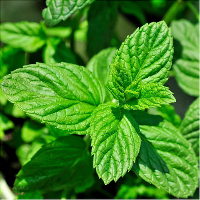 CYBEXIS XLR-91 - Spearmint - (1350 Seeds) Seed(1350 per packet)