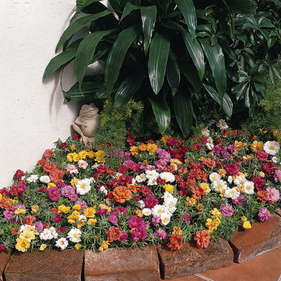 the green dotcom Portuluca Mixed / Rose Seed(20 per packet)