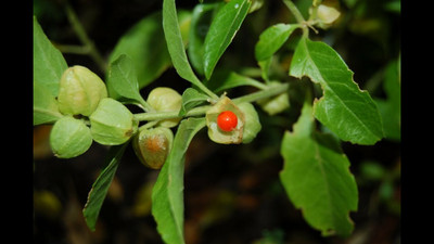 XOLDA Organic ashwagandha herb Seed(31 per packet)