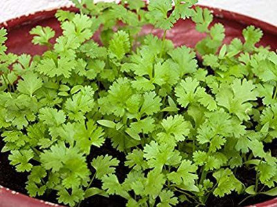 Mohomaya Coriander (Dhaniya) Seed (100 per packet) Seed(100 per packet)