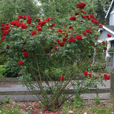 CYBEXIS XLL-1 - Red Climbing Rose - (100 Seeds) Seed(100 per packet)
