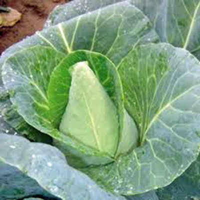 WILLVINE MEH -V Cabbage Seed, Early Jersey Wakefield [2.5g] Seed(750 per packet)