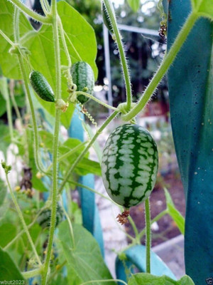 Qualtivate HUA-515 Mexican Sour Gherkin Cucumber Seed(200 per packet)