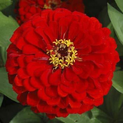 LPR ZINNIA, ZENNIA Seed(15 per packet)