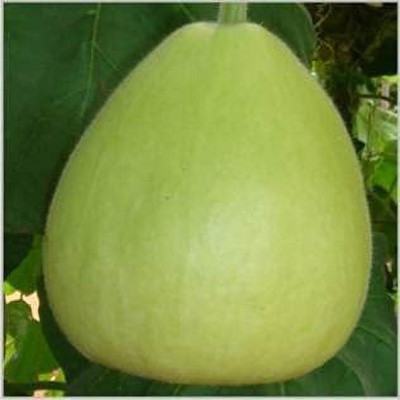 KANAYA LAW/LOWKI Round Bottle Gourd Lauki/Lau/Clabash Seed(68 per packet)