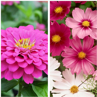 LPR MIX COMBO, FLOWER COMBOO Seed(50 per packet)