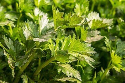 Qualtivate NDIR-186 Cutting Leaf Celery Apium Seed(500 per packet)