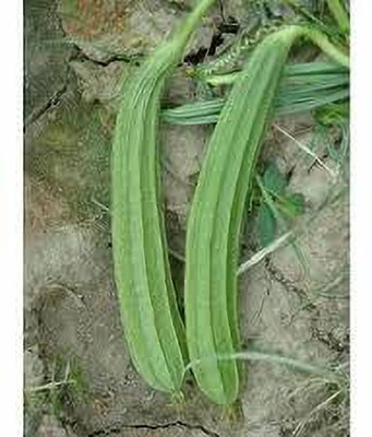 greenfarm Turai seeds Ridge Gourd seeds pure organic ( 75 pcs) green p25 Seed(75 per packet)