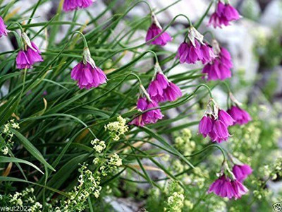 VibeX ® VMR-715 Allium insubricum Ornamental Onion RARE Seeds Seed(1000 per packet)