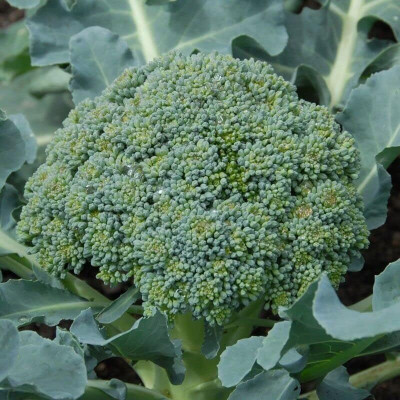 WILLVINE PAU -VII Calabrese Green Sprouting Broccoli [2.5g] Seed(750 per packet)