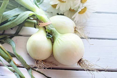 WILLVINE TLX-1044 Onion Organic (Live White) Seed(1000 per packet)