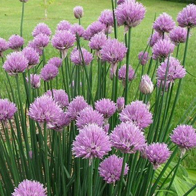 CYBEXIS Chive Shallot Spring Onion Flower Seeds700 Seeds Seed(700 per packet)