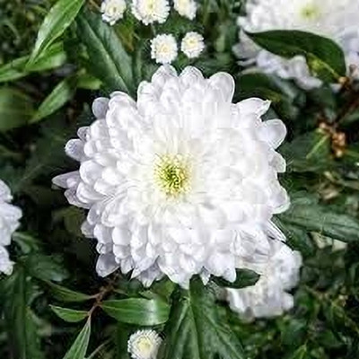 Lorvox Chrysanthamum Mix/Chamanti Seed(15 per packet)