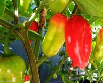 Qualtivate HUA-9A Hot Pepper Ecuadorian Devils Breath Chiili Seed(300 per packet)