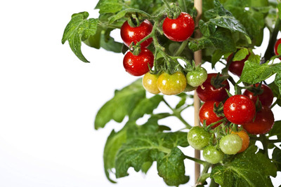 Qualtivate KXL-9AT Tiny Tim Tomato Seed(300 per packet)