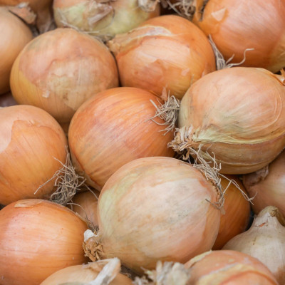 Quentova Onion (Organic) - Yellow Sweet Spanish-VOX-11F Seed(200 per packet)