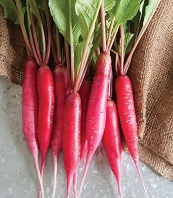 Lorvox Hybrid Vegetable Seeds - Mooli Seeds - (Red Long Radish) Seed(325 per packet)