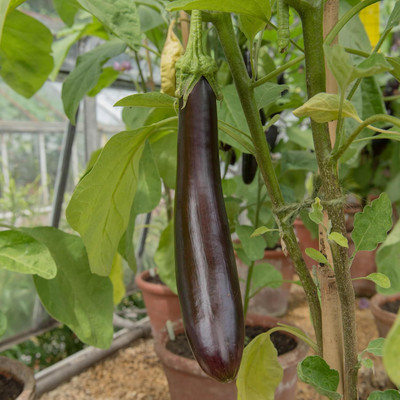 Biosnyg Abundant Yield Brinjal Italian Long Purple ( Seeds) Seed(5000 per packet)