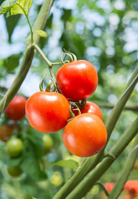 ALOCHUZ tomato Seed(25 per packet)