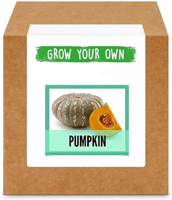 CYBEXIS Pumpkin/Kaddu100 Seeds Seed(100 per packet)