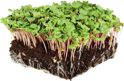 CYBEXIS HUA-65 - China Rose Radish Sprouting - (2250 Seeds) Seed(2250 per packet)